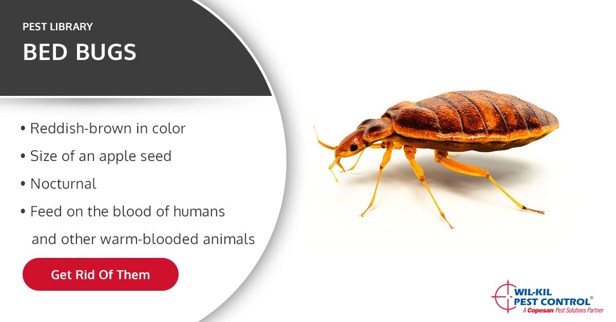 how are bed bugs created