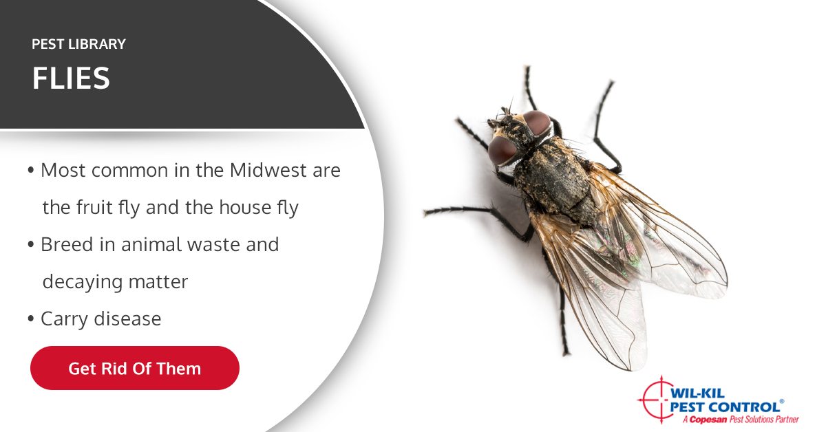 Fly Identification, Prevention Information
