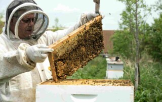 A bee keeper placing a honeycomb in a bee's nest - Keep pests away from your home with Terminix Wil-Kil