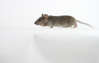 Brown Mouse Walking Body Shot on White Background