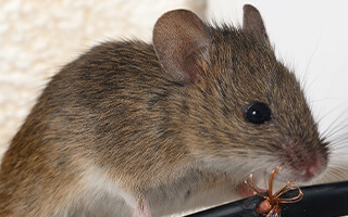 Mouse chewing on wires in house