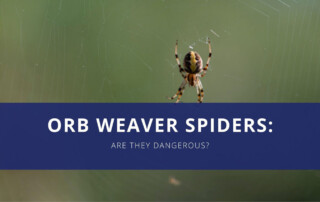 An orb weaver spider in the middle of a web - Keep pests away from your property with Terminix Wil-Kil