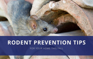 A rodent climbing a rusty pipe - Keep pests away from your property with Terminix Wil-Kil