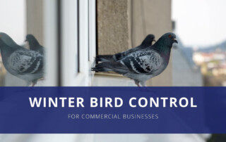 Two pigeons on the ledge of a window - Keep pests away from your property with Terminix Wil-Kil