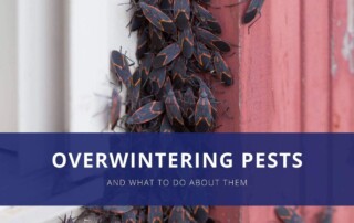 Overwintering pests