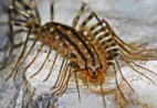 centipede, centipedes, centipede removal, centipede control, centipede exterminator, centipede services