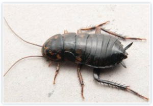 Oriental cockroaches