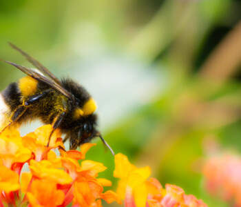 Macro of a Northern white-tailed bumblebee (Bombus magnus) on a lantana flower