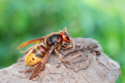 Hornet Facts & Identification | Terminix Wil-Kil