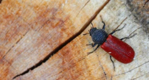 Auger beetle