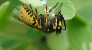 worker european yellow jacket wasp