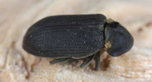 Woodborer