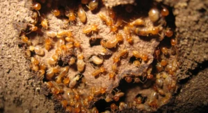 subterranean termites