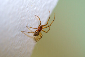 Macro view of Common house spider. Parasteatoda tepidariorum.