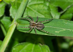 Thin-legged Wolf Spider (Pardosa) arachnid hunting at night in grass, nature Springtime pest control agriculture foliage dorsal, Houston, TX USA.