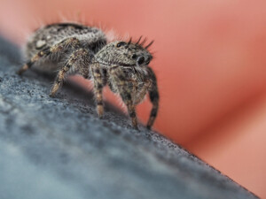 This captivating image features a close-up view of a jumping spider, meticulously positioned on a textured surface. The spider’s body is adorned with fine hairs, and its prominent, forward-facing eyes are a defining characteristic of jumping spiders, known for their exceptional vision. The background is artistically blurred with shades of orange, drawing attention to the spider as the focal point. The level of detail captured in this photograph is remarkable, showcasing the intricate patterns and physical features of the spider that are often invisible to the naked eye. This image offers a fascinating glimpse into the world of these tiny yet extraordinary creatures, highlighting their unique beauty and complexity.