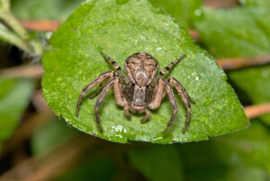 Ground crab spider Xysticus on leaf arachnid insect nature pest control.