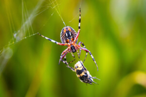 Garden Spider Neoscona oaxacensis hunting