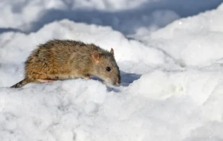 Rodent walking over snow