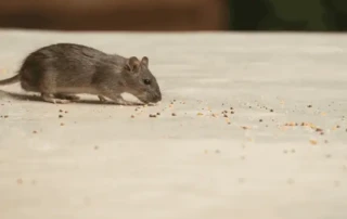 Rodent in a business