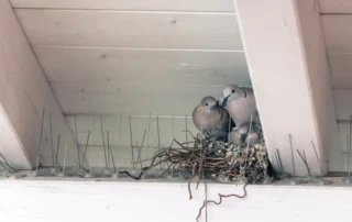 Birds make a nest inside the rafters of a food processing facility. Pest birds can cause a lot of problems for your business, especially businesses that involve cooking, storing, or distributing food. Find out how to keep birds out of food processing facilities from the experts at Terminix Wil-Kil.