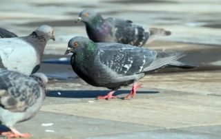 Pigeons on a sidewalk in front of a storefront